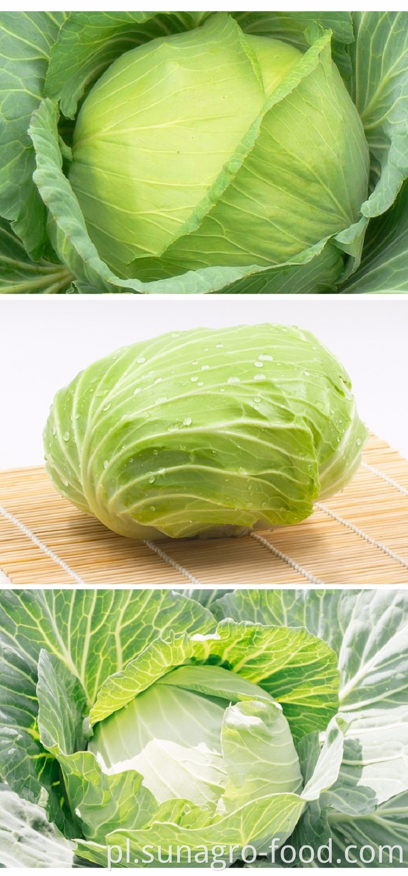 Organic Healthy Vegetable Of Cabbage